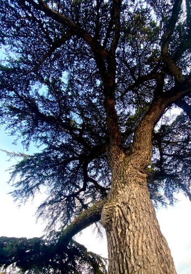 Photo Ernest Puerta. Cèdre, symbole de résilience palestinienne
